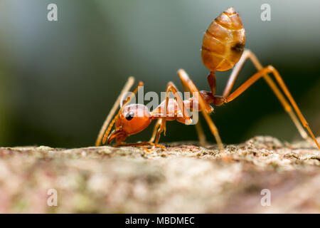 In der Nähe von Red Ant auf Rinde am Tag Zeit Hintergrund. Stockfoto