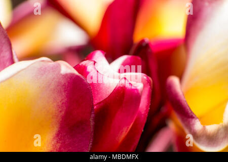 Close up Plumeria Blumen im Garten Hintergrund. Stockfoto