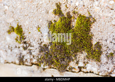 In der Nähe von Moos wächst an einer Wand Stockfoto