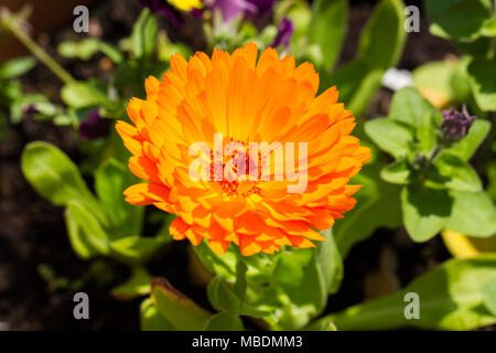 Calendula officinalis, orange Pot marigold Flower, Dorset, Großbritannien Stockfoto