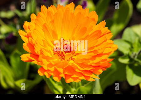 Calendula officinalis, orange Pot marigold Flower, Dorset, Großbritannien Stockfoto