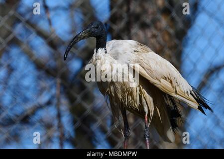 Heiliger Ibis-Threskiornis aethiopicus, wanding Vogel, ägyptischen mythologischen Vogel Stockfoto