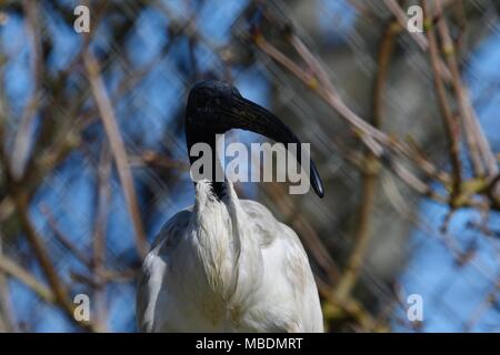 Heiliger Ibis-Threskiornis aethiopicus, wanding Vogel, ägyptischen mythologischen Vogel Stockfoto