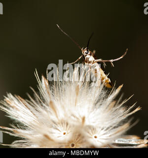 Bugs Abdeckung auf Gras Blume am Abend Zeit. Stockfoto