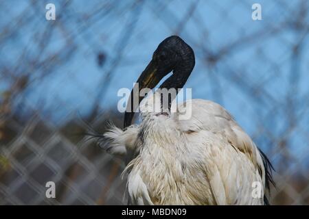 Heiliger Ibis-Threskiornis aethiopicus, wanding Vogel, ägyptischen mythologischen Vogel Stockfoto