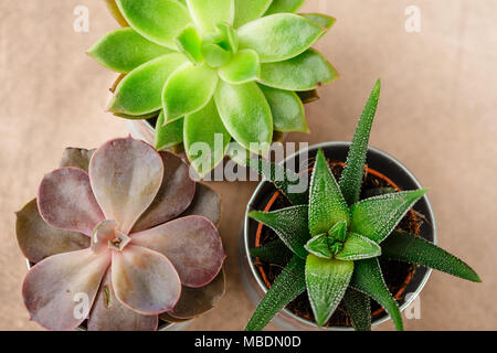 Töpfe mit Sukkulenten von Echeveria, haworthia. Ansicht von oben Stockfoto