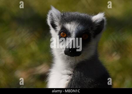 RInga-tailed Lemur-up Portrait schließen Stockfoto