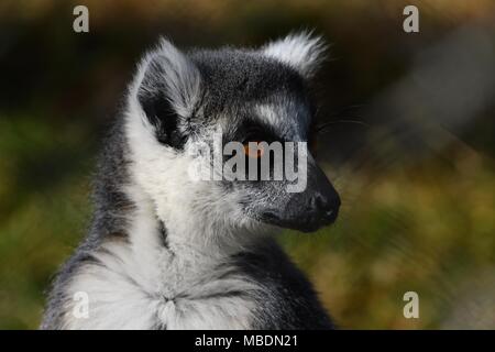 RInga-tailed Lemur-up Portrait schließen Stockfoto