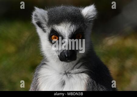 RInga-tailed Lemur-up Portrait schließen Stockfoto