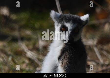 RInga-tailed Lemur-up Portrait schließen Stockfoto