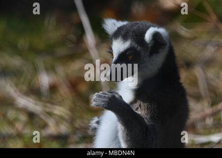 RInga-tailed Lemur-up Portrait schließen Stockfoto