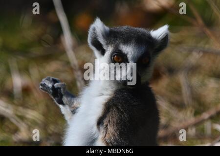 RInga-tailed Lemur-up Portrait schließen Stockfoto