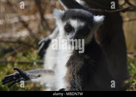 RInga-tailed Lemur-up Portrait schließen Stockfoto