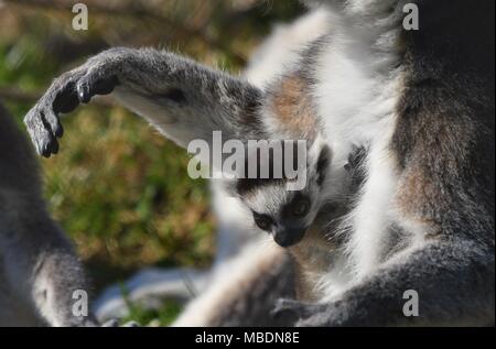 RInga-tailed Lemur-up Portrait schließen Stockfoto