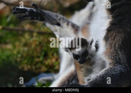 RInga-tailed Lemur-up Portrait schließen Stockfoto