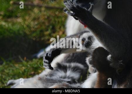 RInga-tailed Lemur-up Portrait schließen Stockfoto