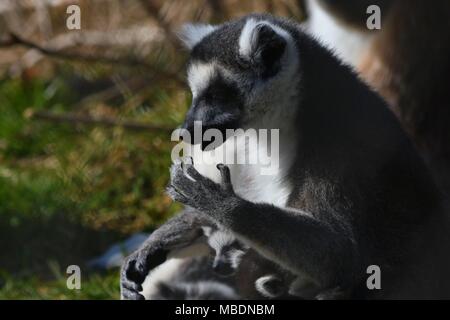 RInga-tailed Lemur-up Portrait schließen Stockfoto