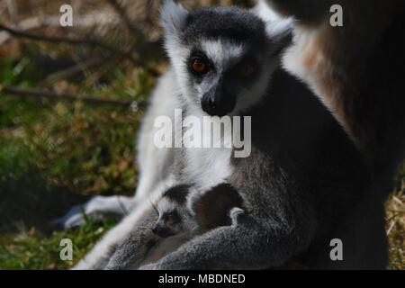 RInga-tailed Lemur-up Portrait schließen Stockfoto