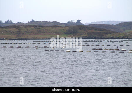 Mussel Seile in Roaring Water Bay Muschelfarm, Teil der irischen Muschelzucht. Roaring Water Bay ist ein beliebtes Urlaubs- und Reiseziel. Stockfoto