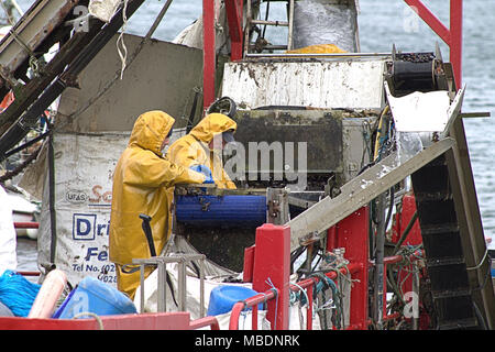 Muschelfarm Fischer auf einem lastkahn Kommissionierung durch den Fang von Muscheln, später abgestuft und vor der Auslieferung in ganz Irland von den gereinigt werden. Stockfoto