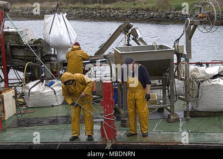 Muschelfarm Fischer auf einem lastkahn Kommissionierung durch den Fang von Muscheln, später abgestuft und vor der Auslieferung in ganz Irland von den gereinigt werden. Stockfoto