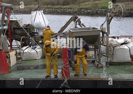 Muschelfarm Fischer auf einem lastkahn Kommissionierung durch den Fang von Muscheln, später abgestuft und vor der Auslieferung in ganz Irland von den gereinigt werden. Stockfoto