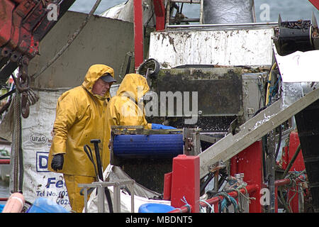 Muschelfarm Fischer auf einem lastkahn Kommissionierung durch den Fang von Muscheln, später abgestuft und vor der Auslieferung in ganz Irland von den gereinigt werden. Stockfoto