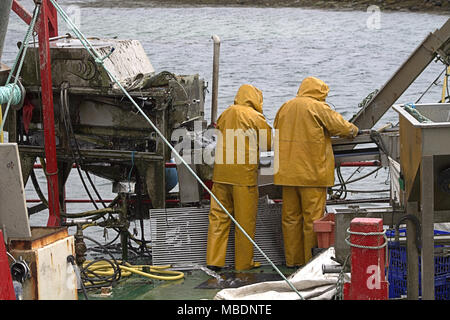 Muschelfarm Fischer auf einem lastkahn Kommissionierung durch den Fang von Muscheln, später abgestuft und vor der Auslieferung in ganz Irland von den gereinigt werden. Stockfoto