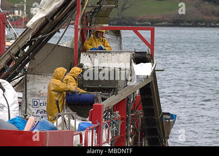 Muschelfarm Fischer auf einem lastkahn Kommissionierung durch den Fang von Muscheln, später abgestuft und vor der Auslieferung in ganz Irland von den gereinigt werden. Stockfoto