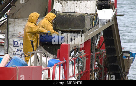 Muschelfarm Fischer auf einem lastkahn Kommissionierung durch den Fang von Muscheln, später abgestuft und vor der Auslieferung in ganz Irland von den gereinigt werden. Stockfoto