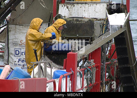 Muschelfarm Fischer auf einem lastkahn Kommissionierung durch den Fang von Muscheln, später abgestuft und vor der Auslieferung in ganz Irland von den gereinigt werden. Stockfoto