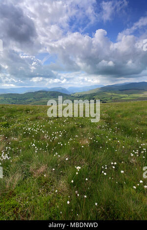 Baumwolle Gras auf dem Gipfel des Kleinen Mell fiel, Nationalpark Lake District, Cumbria County, England, Großbritannien Stockfoto