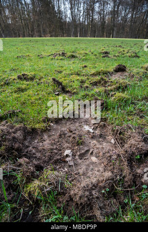 Fußabdruck des zerstörten Grünland/Wiese am Waldrand, bis verwurzelt und durch die nahrungssuche Wildschweine (Sus scrofa) beschädigt Stockfoto