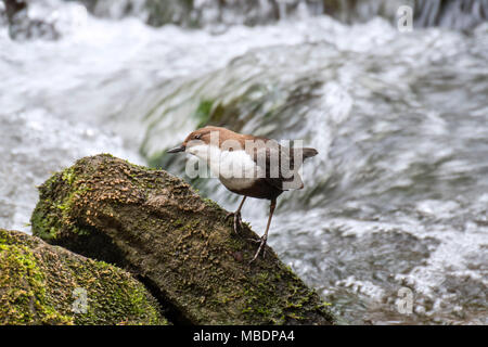 Wasseramsel/Europäischen Pendelarm (Cinclus cinclus) auf Rock im Stream gehockt Stockfoto