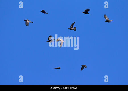 Northern Habicht (Accipiter gentilis) Jagd im Schwarm Saatkrähen (Corvus frugilegus) im Flug gegen den blauen Himmel Stockfoto