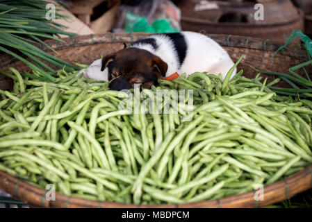 Welpen schlafen auf einem Korb von grünen Bohnen (der Hund war ein Haustier, das nicht zum Verkauf stand) Stockfoto