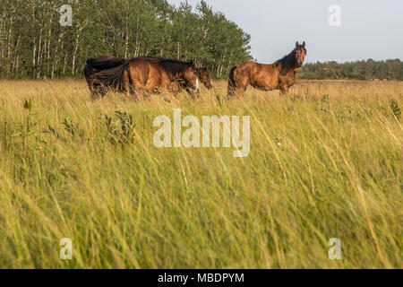 Clydesdale Pferde sind auf einem Bauernhof in Saint-Laurent, Manitoba, Freitag, August 14, 2015 gesehen. Das Clydesdale ist eine Rasse von draft horse aus dem Fernen abgeleitet Stockfoto