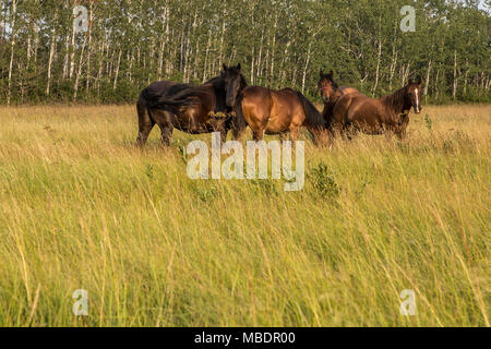 Clydesdale Pferde sind auf einem Bauernhof in Saint-Laurent, Manitoba, Freitag, August 14, 2015 gesehen. Das Clydesdale ist eine Rasse von draft horse aus dem Fernen abgeleitet Stockfoto