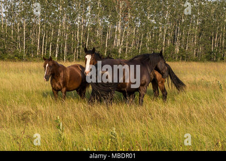 Clydesdale Pferde sind auf einem Bauernhof in Saint-Laurent, Manitoba, Freitag, August 14, 2015 gesehen. Das Clydesdale ist eine Rasse von draft horse aus dem Fernen abgeleitet Stockfoto