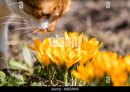 Gelb blühenden Krokussen und rot-weiß süße Katze. Niedrigen Winkel. Sunrise. Schönen Frühling Hintergrund mit Kopie Raum. Feder, sonnigen Tag in den Wald. Schließen Stockfoto