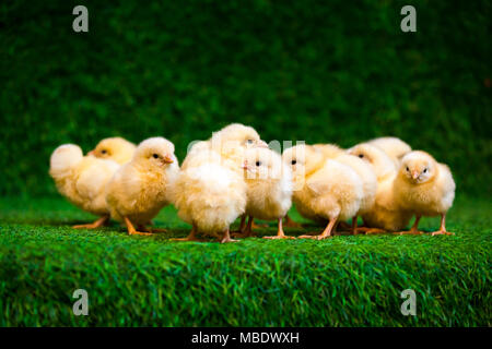 Nahaufnahme einer Menge von kleinen gelben Küken oder Gallus gallus mit schwarzen Augen auf dem Kunstrasen im Zimmer sitzt Stockfoto