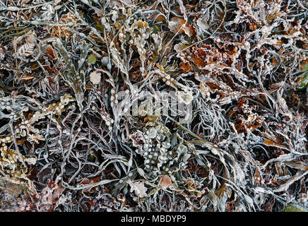 Eine Nahaufnahme von Algen und Seetang an den Ufern des Loch Sunart in den schottischen Highlands. Stockfoto