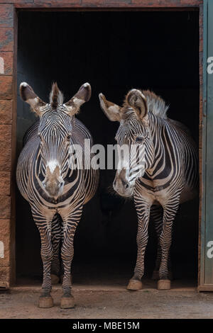 Der Grevy Zebra (Equus grevyi), das auch als imperial Zebra genannt, ist das größte lebende wilden Equiden sowie der größte und am stärksten bedrohten der Drei Stockfoto