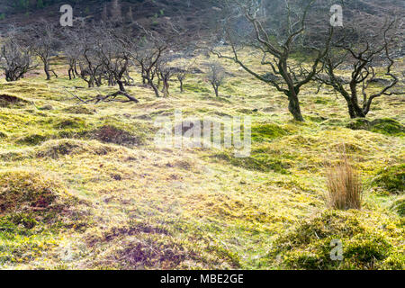 Wunderschöne smaragd-grünen Wiesen auf den Hügeln in der Nähe von Lake Vyrnwy, Powys, Wales, auf einer frühen Frühling, mit Bäumen, aber dennoch wizened Blätter sprießen Stockfoto