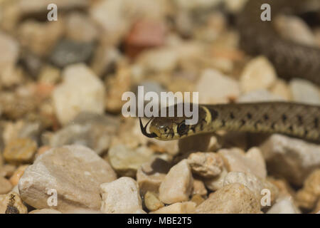 Vorderansicht eines Jugendlichen Ringelnatter (Natrix natrix) in Italien Stockfoto