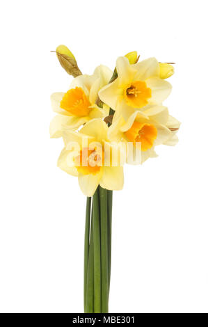 Bündel blass gelbe Narzisse Blüten mit hellen Orange Center gegen Weiße isoliert Stockfoto