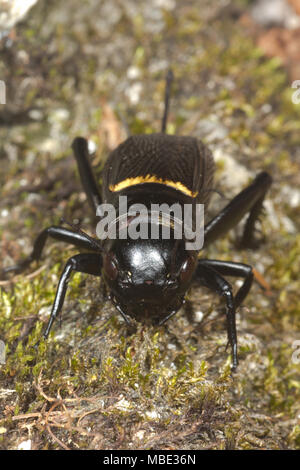 Ein erwachsenes Weibchen Feld Cricket (Gryllus campestris) auf einem Felsen in Italien Stockfoto