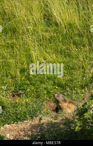 Eine gelbe Bauchige Murmeltier (Marmota flaviventris) setzte in seiner Höhle in den Dolomiten, Italien Stockfoto