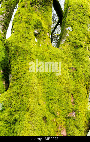 Moosige Bäume am Fluss Vyrnwy unter Rhiwargor fällt, Lake Vyrnwy, Powys, gedeihen in der feuchten Atmosphäre Stockfoto