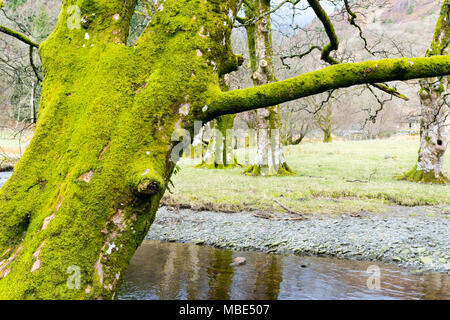 Moosige Bäume am Fluss Vyrnwy unter Rhiwargor fällt, Lake Vyrnwy, Powys, gedeihen in der feuchten Atmosphäre Stockfoto